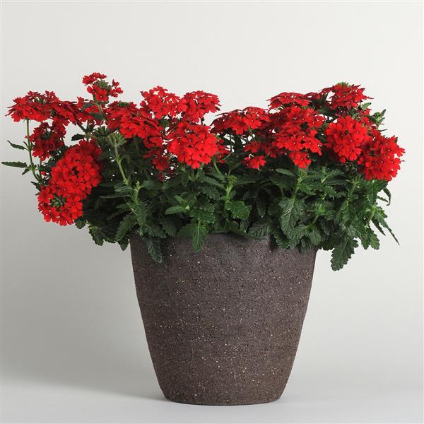 PLANT NAME Container