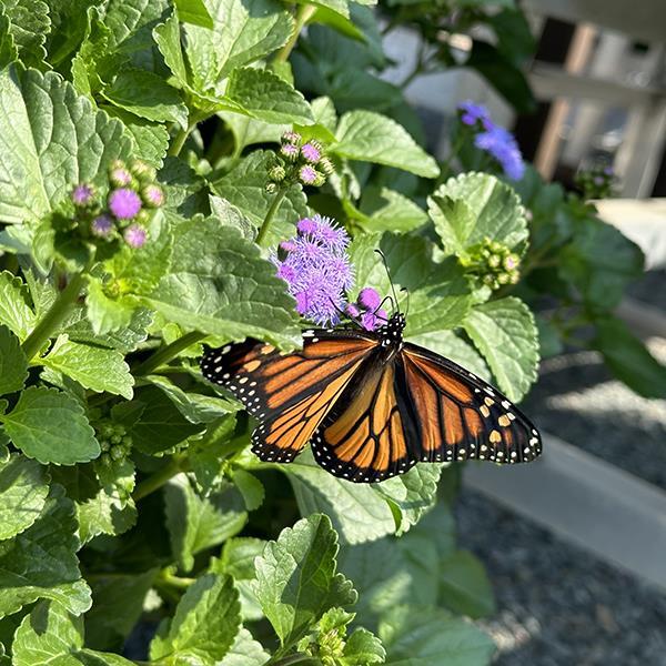 PLANT NAME Commercial Landscape 3