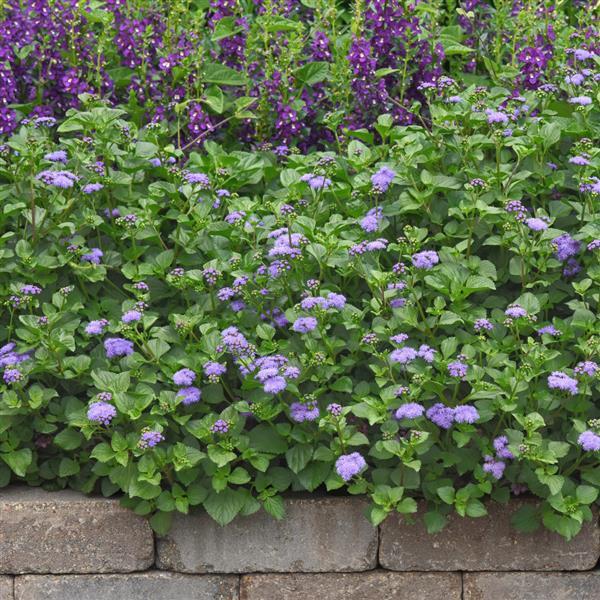 PLANT NAME Landscape