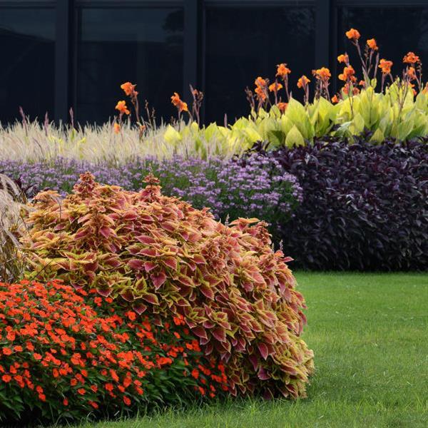 PLANT NAME Commercial Landscape 2