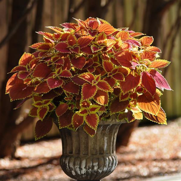 PLANT NAME Container