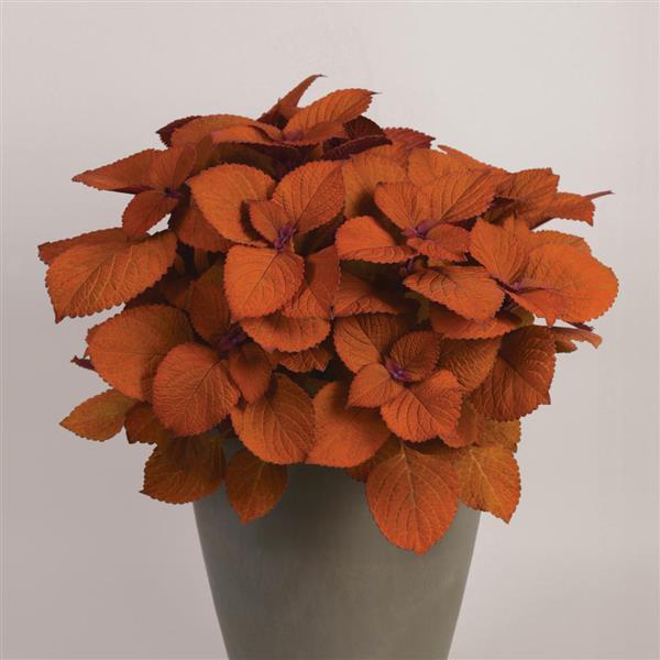 PLANT NAME Container