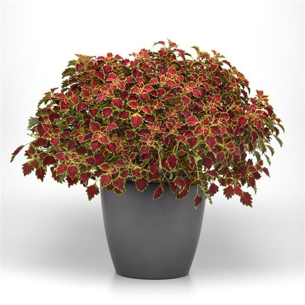 PLANT NAME Container