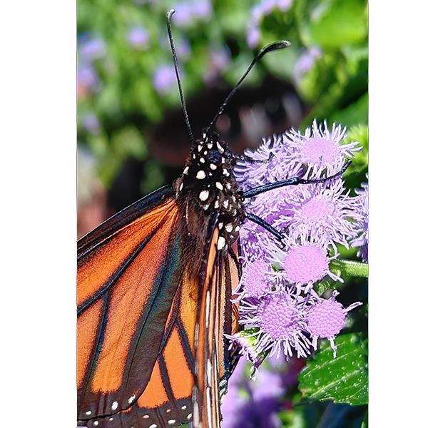 PLANT NAME Greenhouse