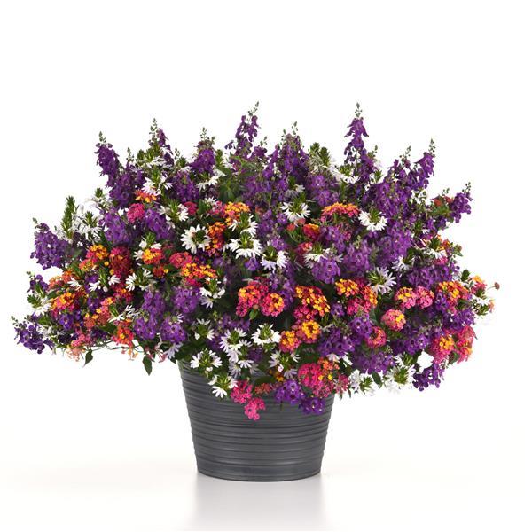 PLANT NAME Container