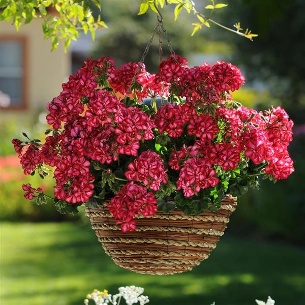 PLANT NAME Basket