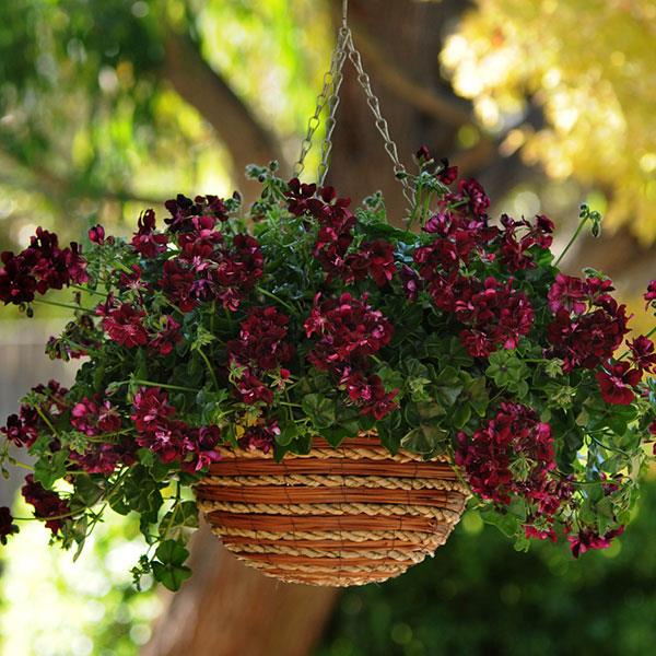 PLANT NAME Basket