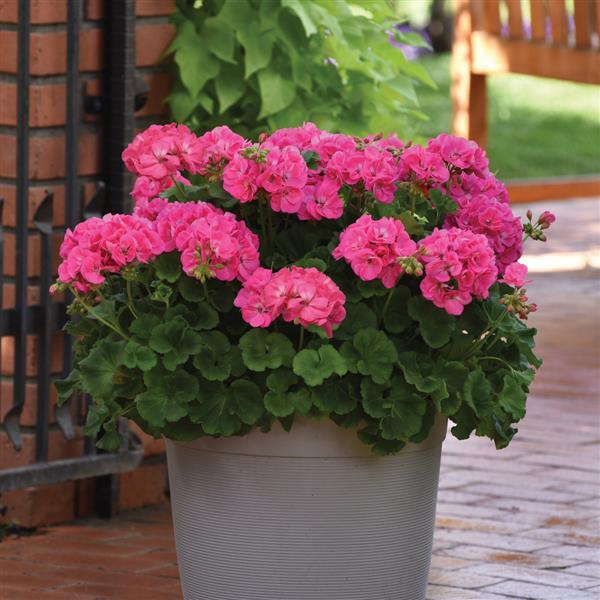 PLANT NAME Container