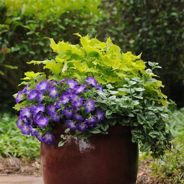 PLANT NAME Container