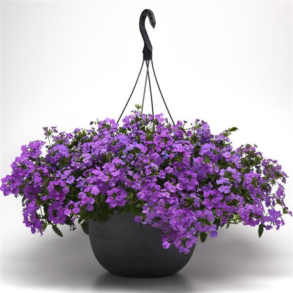PLANT NAME Basket