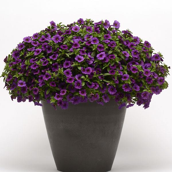 PLANT NAME Container