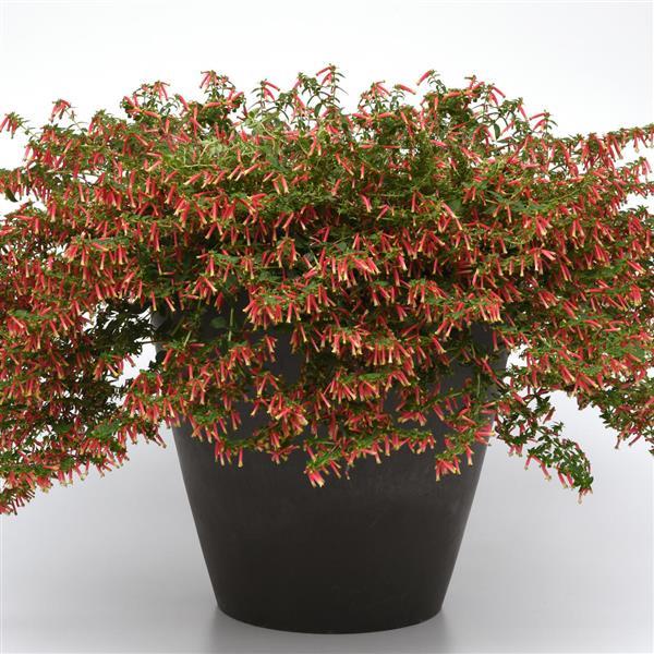 PLANT NAME Container