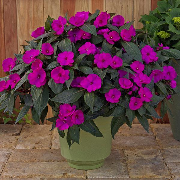 PLANT NAME Container