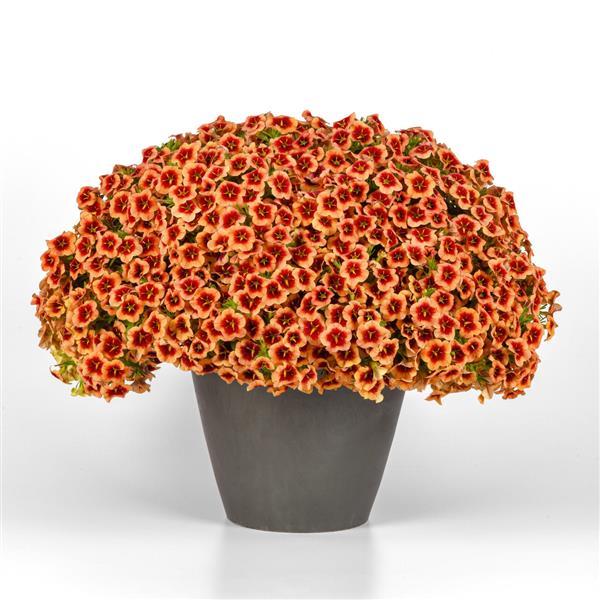 PLANT NAME Container