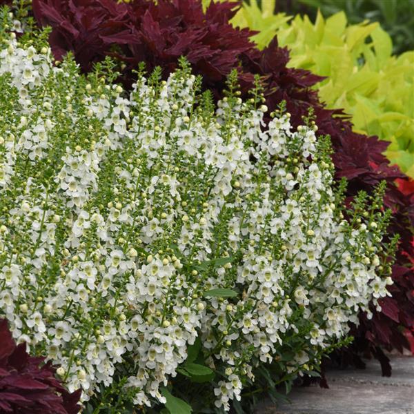 PLANT NAME Landscape