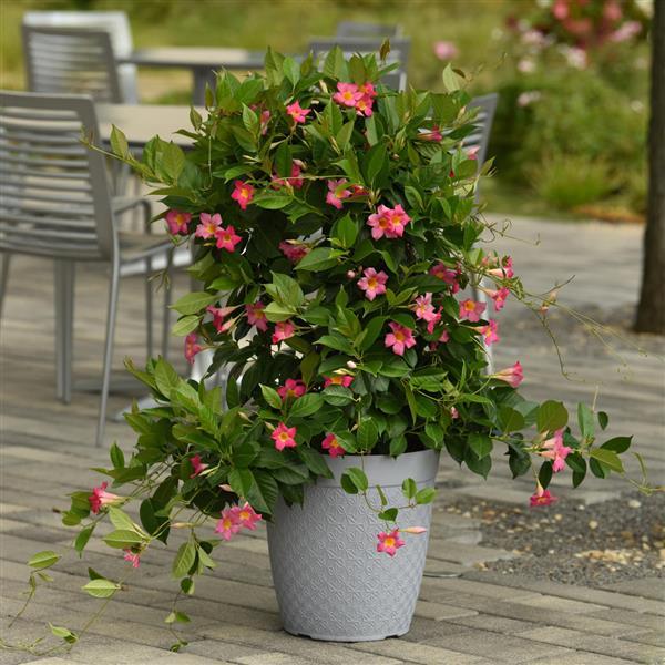 PLANT NAME Container