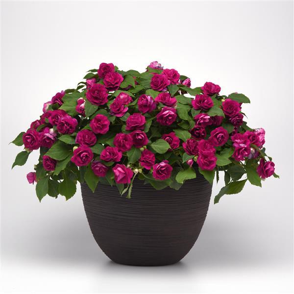 PLANT NAME Container