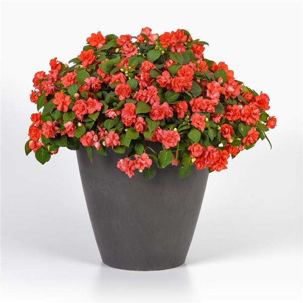 PLANT NAME Container