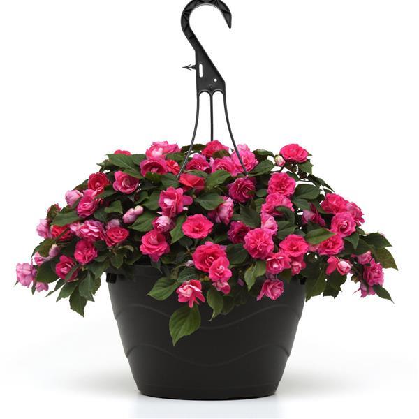 PLANT NAME Basket