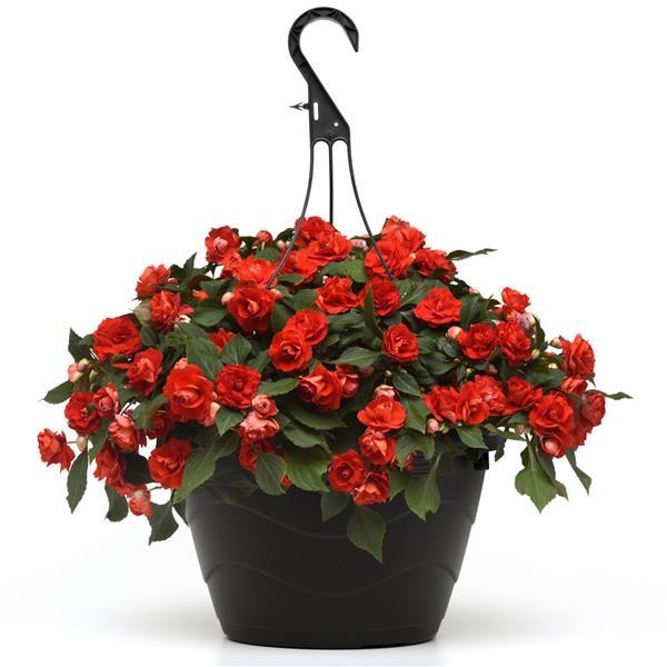 PLANT NAME Basket