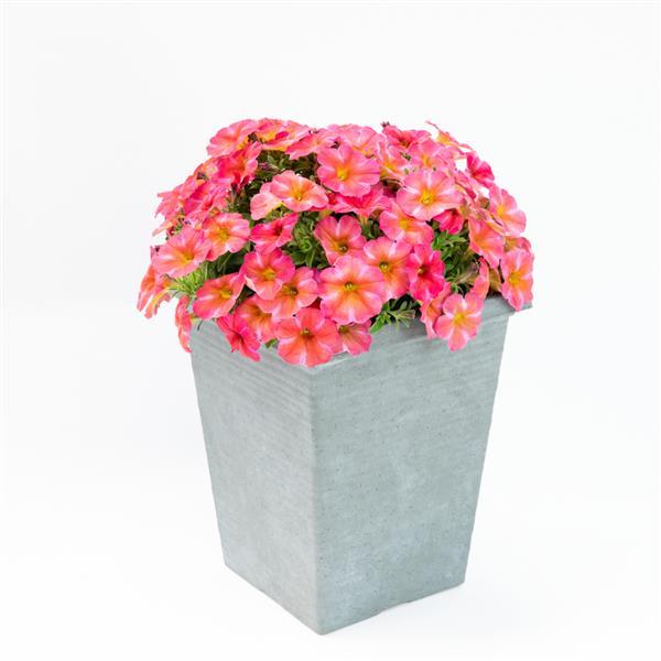 PLANT NAME Container