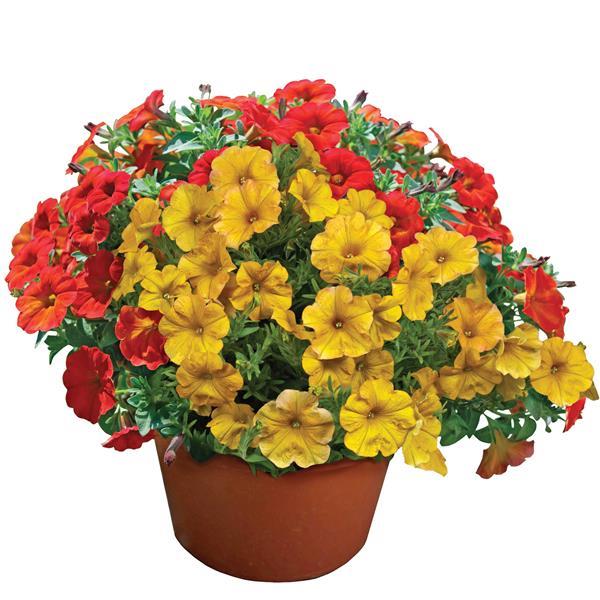 PLANT NAME Container