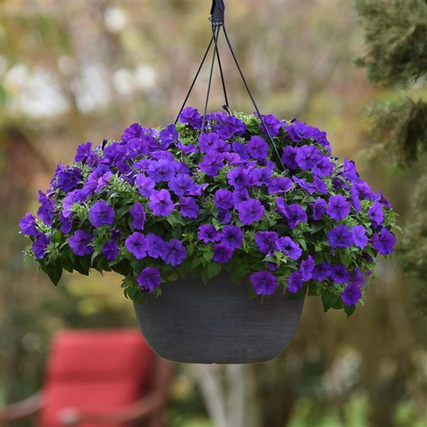 PLANT NAME Basket
