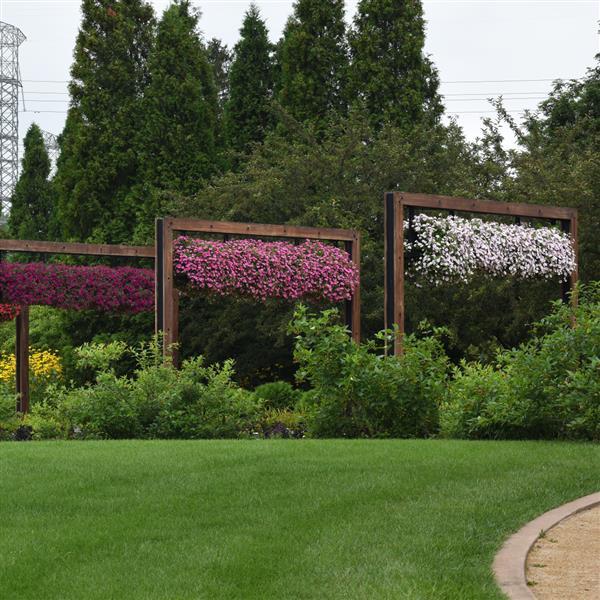 PLANT NAME Commercial Landscape 1