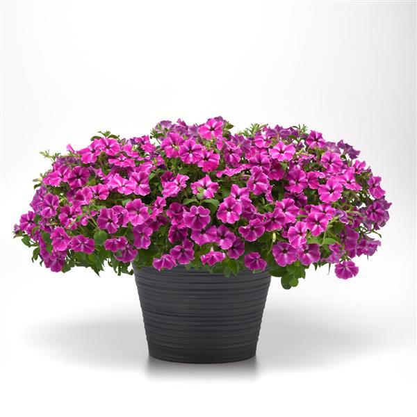 PLANT NAME Container