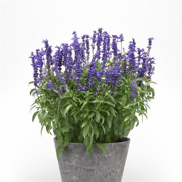 PLANT NAME Container