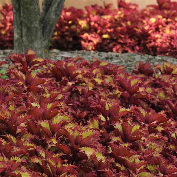 PLANT NAME Landscape