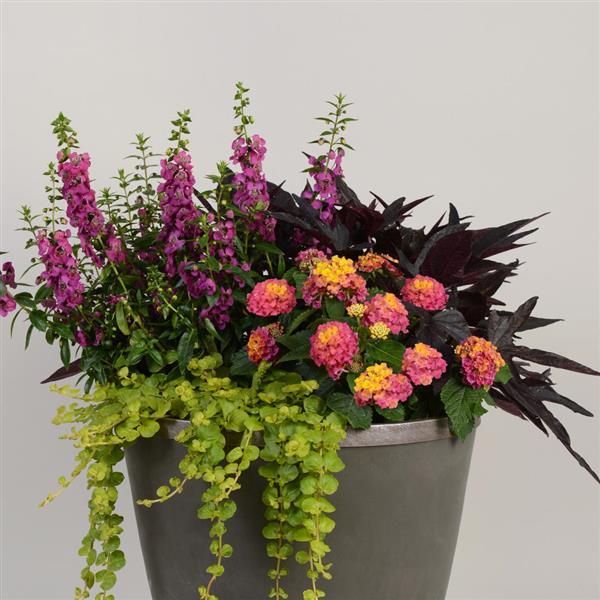 PLANT NAME Container