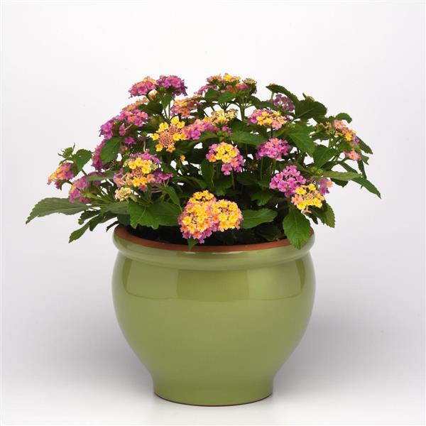 PLANT NAME Container