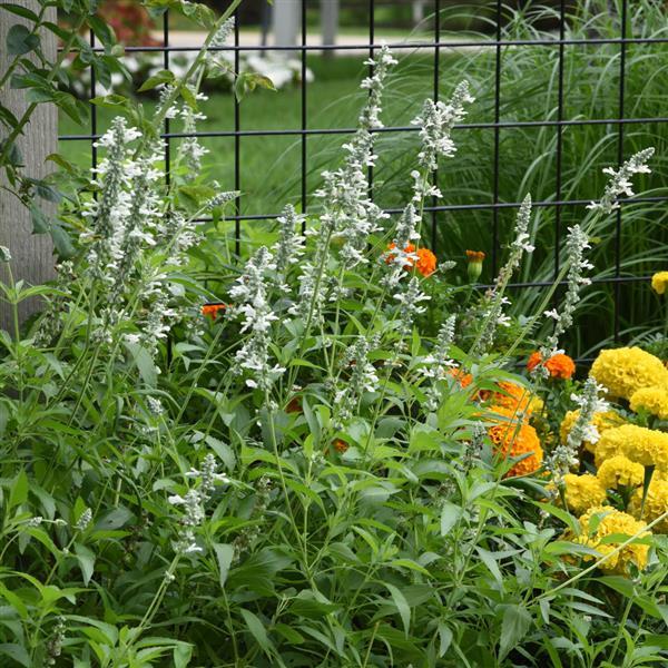 PLANT NAME Landscape