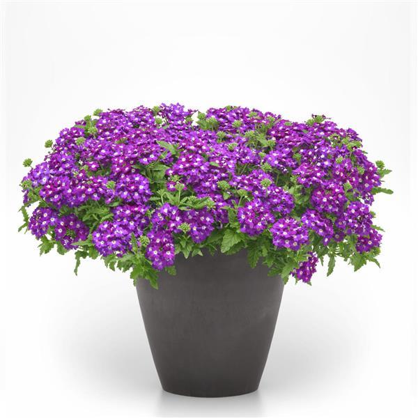 PLANT NAME Container