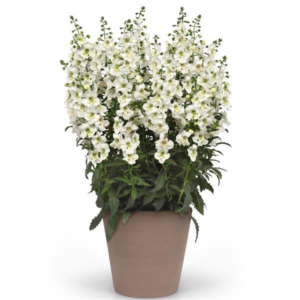 PLANT NAME Container