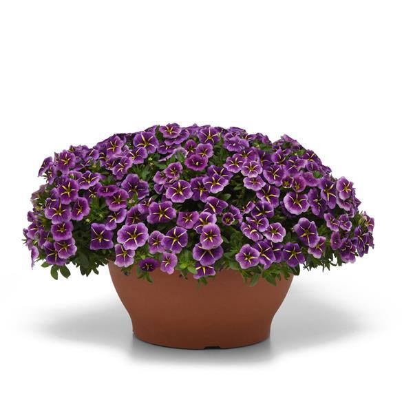 PLANT NAME Container