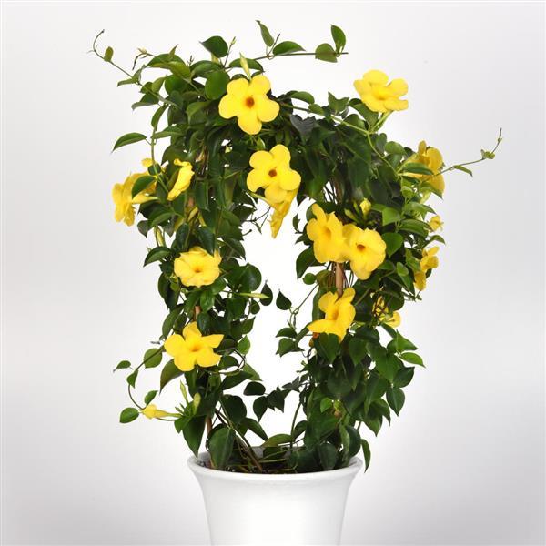 PLANT NAME Container