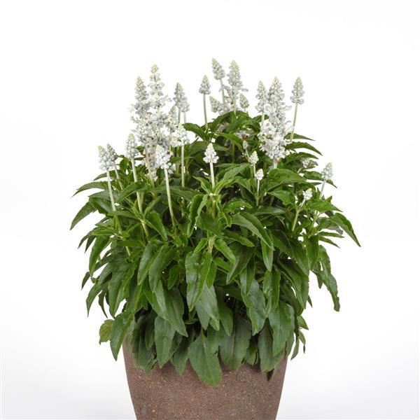 PLANT NAME Container