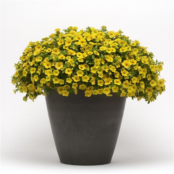 PLANT NAME Container
