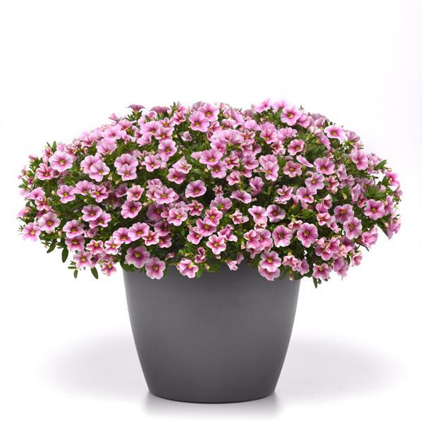 PLANT NAME Container