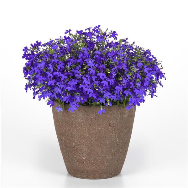 PLANT NAME Container