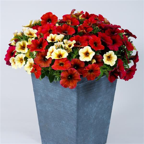 PLANT NAME Container