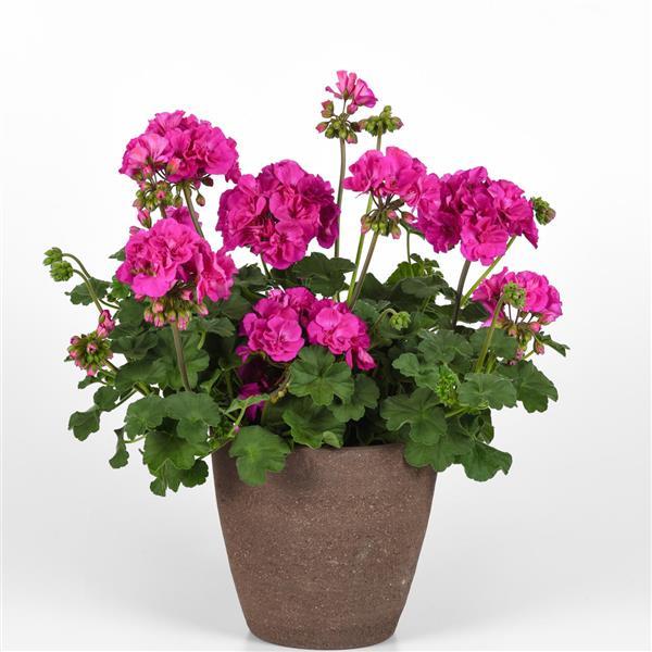 PLANT NAME Container