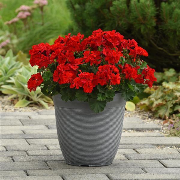 PLANT NAME Container