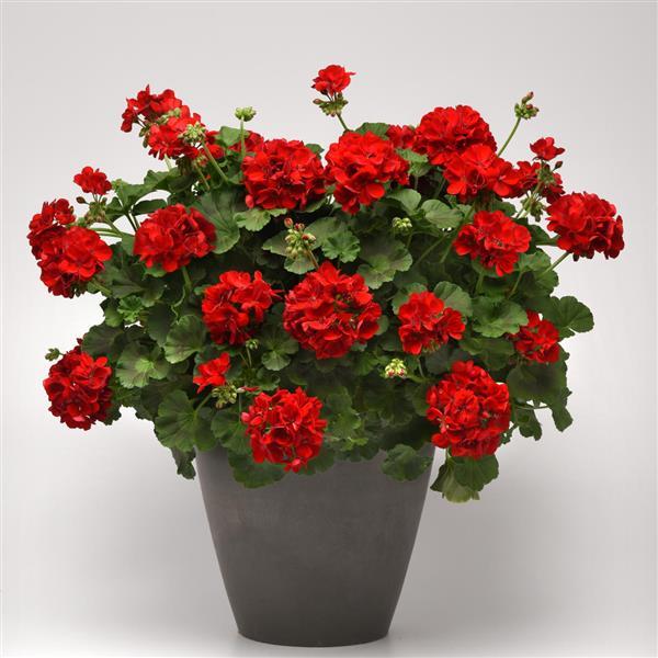 PLANT NAME Container