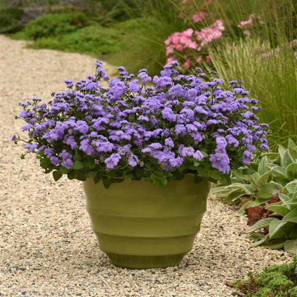 PLANT NAME Container