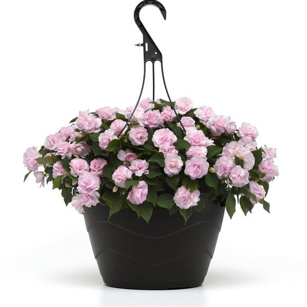 PLANT NAME Basket