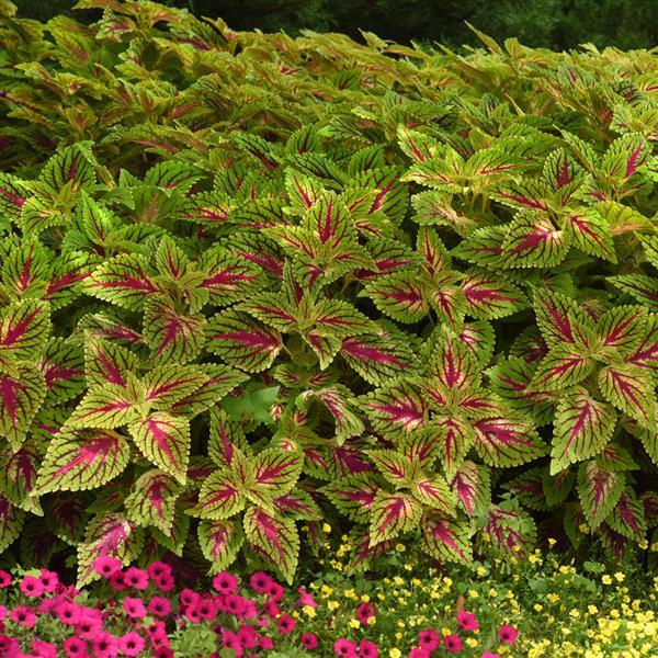 PLANT NAME Landscape