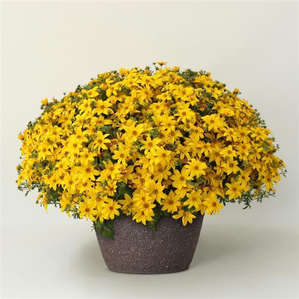 PLANT NAME Container